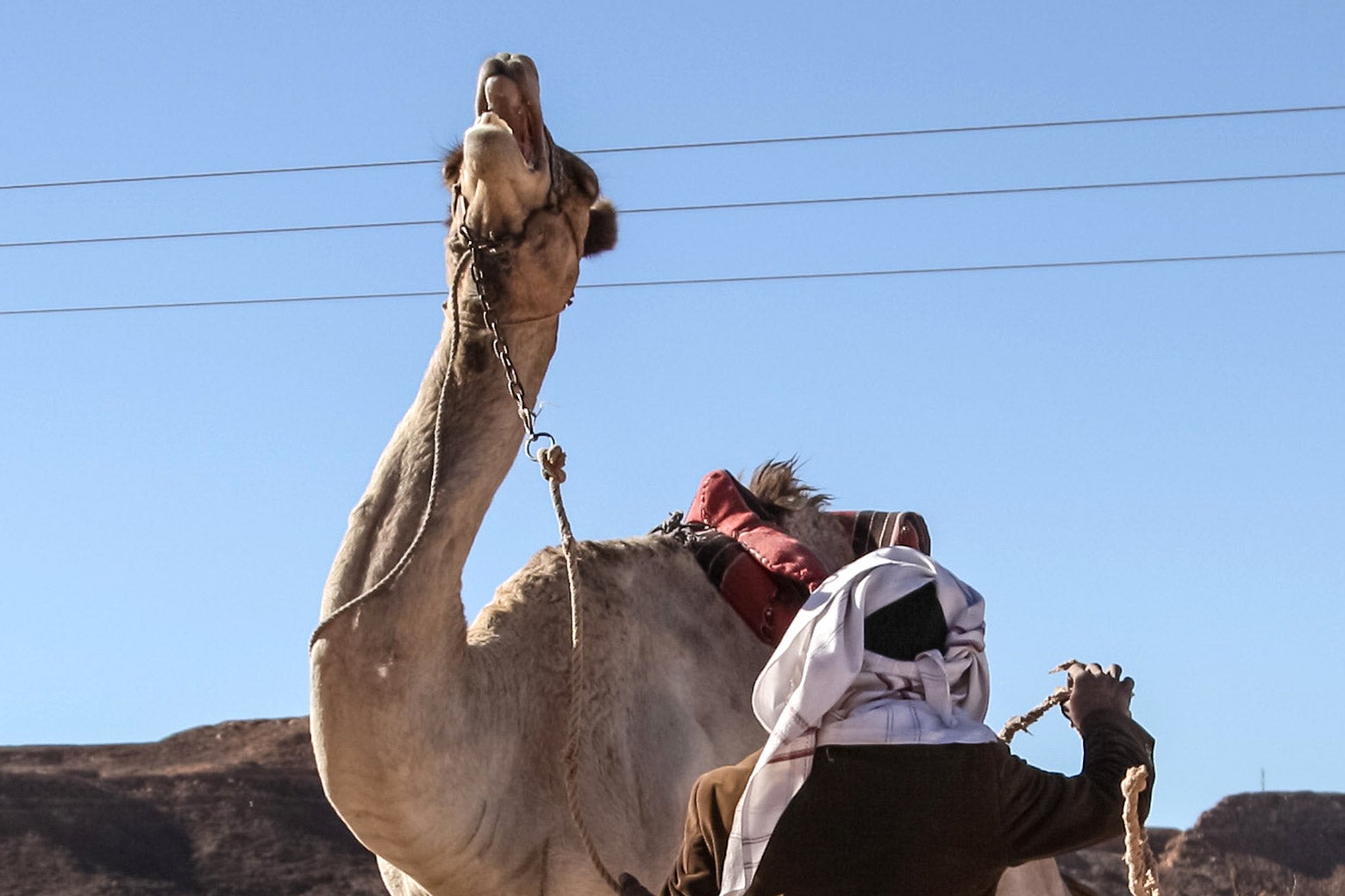 Camels, inherently very strong, can only be disciplined by years of careful training, most critically during their first four years, paralleled with a genuine bond of mutual affection with their owners.