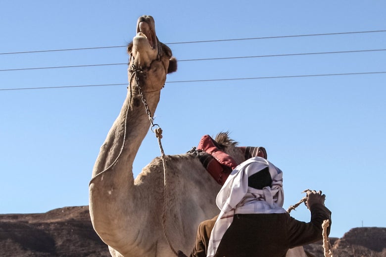 How Much Does A Camel Cost In Egypt A camel would have been the best way to travel from egypt How Much Does A Camel Cost In Egypt A camel would have been the best way to travel from egypt