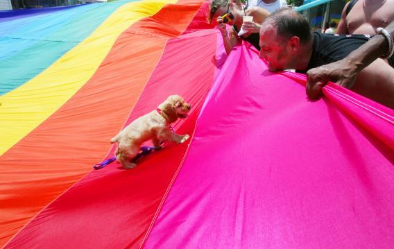 Rick Cantrell lets his dog Alexander walk on the mile and quarter long 'World's Longest Rainbow Flag'.