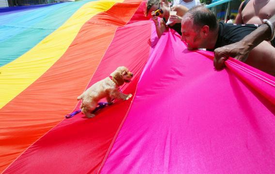 If a Dog Has Gay Sex, Does That Mean He’s Gay? ▶