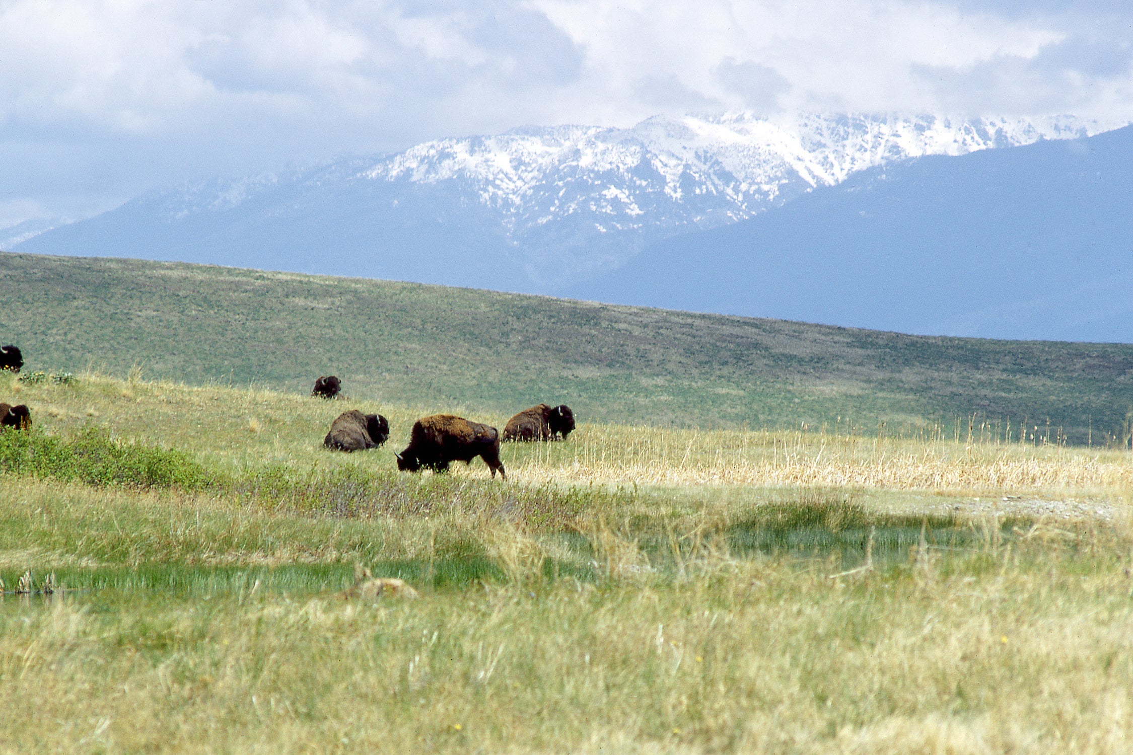 Bison graze on grasslands with snow-topped mountains in the background.