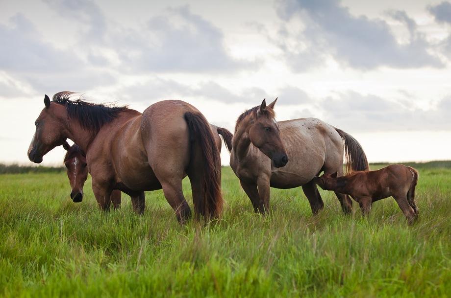 Horses graze along the shores of Bayou Point-aux-Chien.