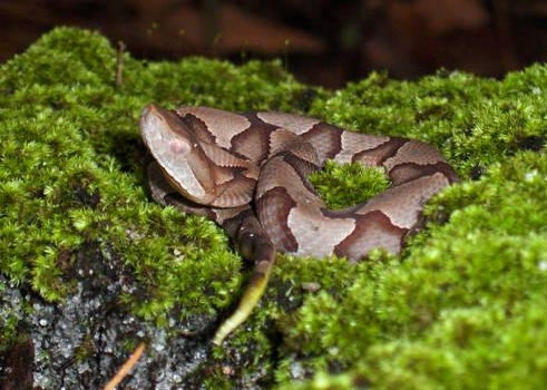 Copperhead Fever In Atlanta Can Releasing Kingsnakes And Black Snakes Chase Out Venomous Snakes