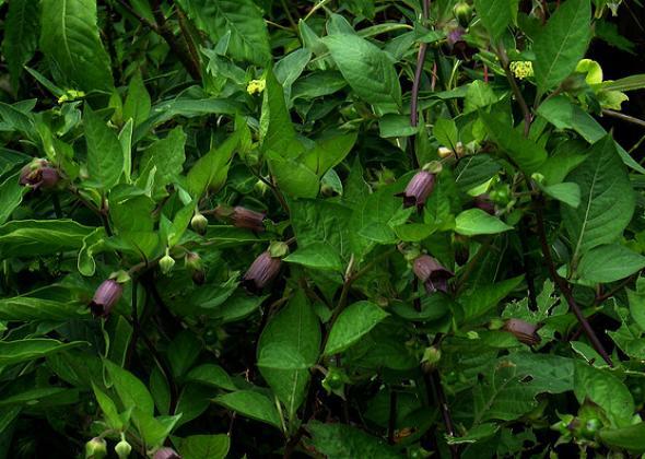 poisonous nightshade flower