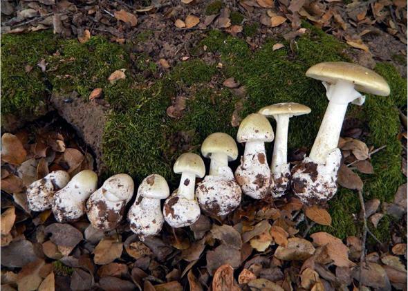 Most Dangerous Mushroom Death Cap Is Spreading But Poisoning Can Be Treated