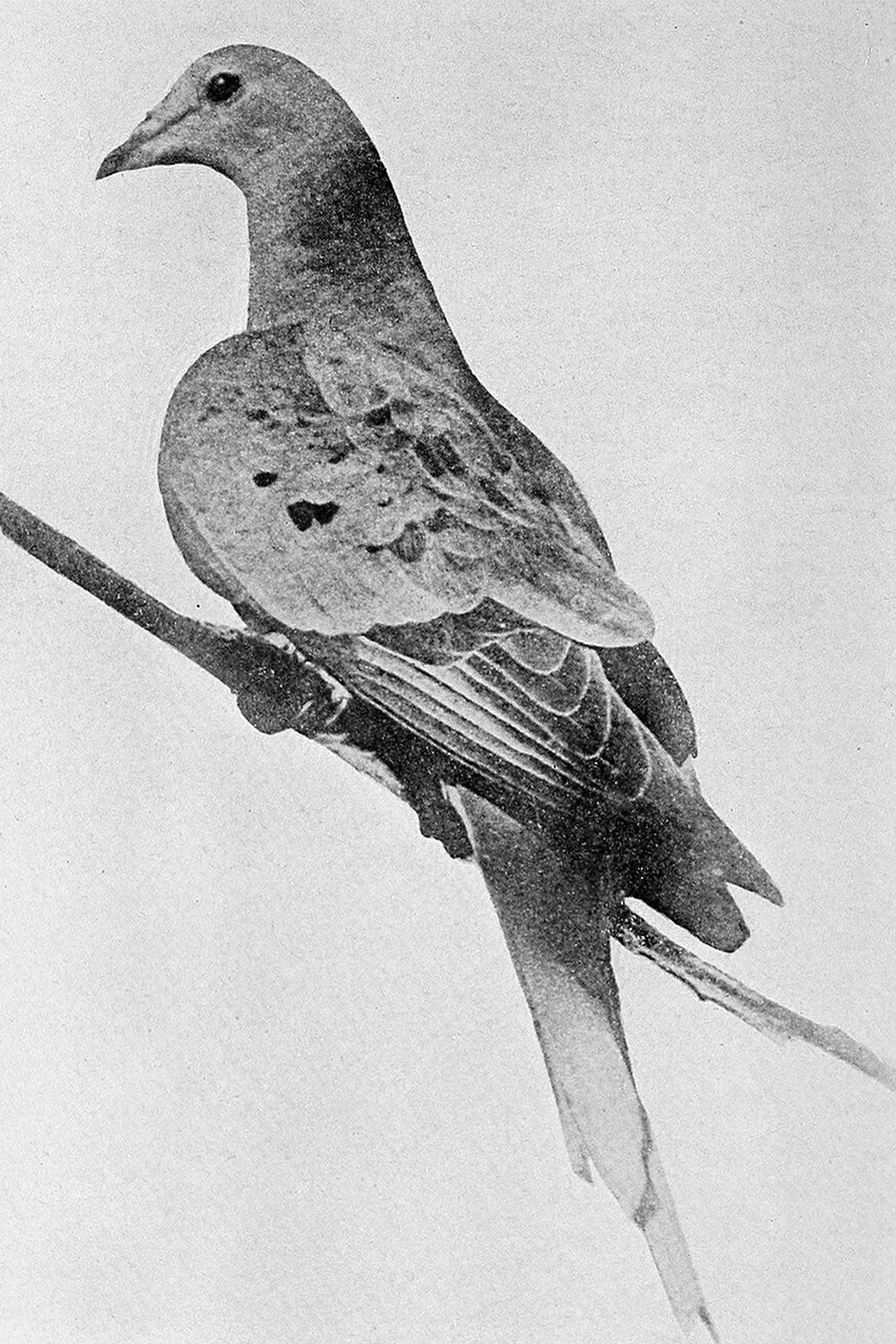 Old-timey photo of a gray pigeon.