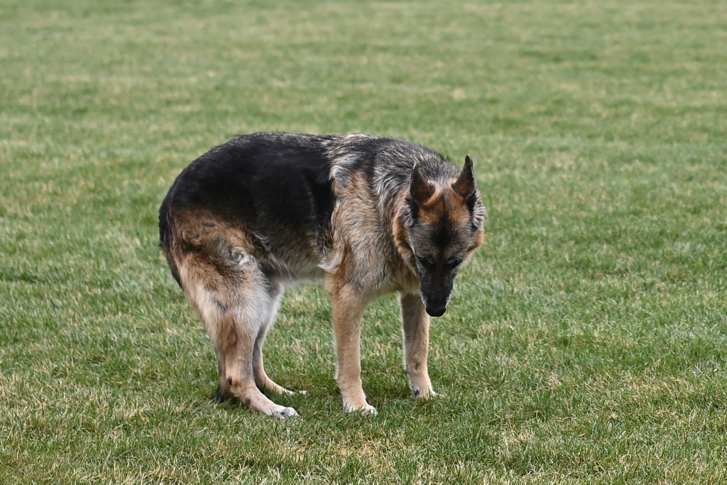 The Bidens dog Champ is seen on the South Lawn of the White House in Washington, D.C. on March 31, 2021.
