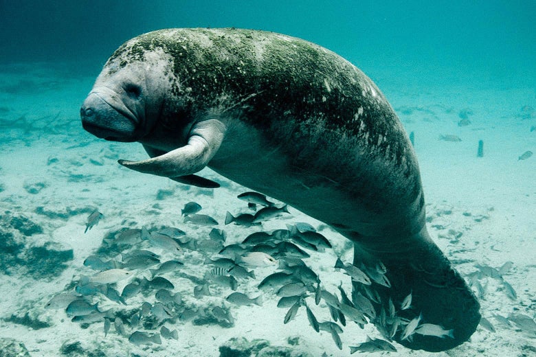 A serene manatee with green algae on its back floats in very clear water. A school of small fish swims just underneath it.
