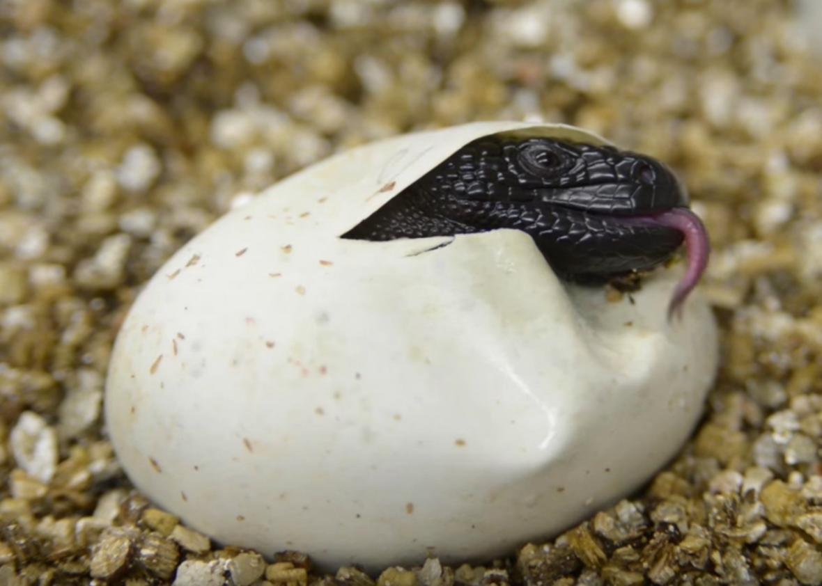 The Columbus Zoo has successfully bred six beaded lizard hatchlings