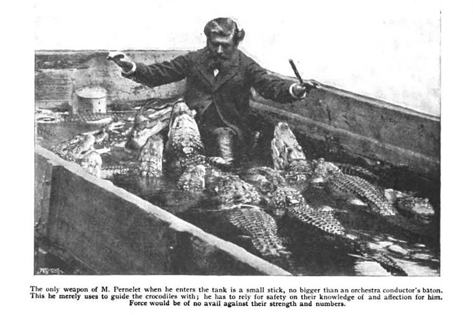 An old photograph of a man standing in a concrete tub filled with alligators. The man is holding a baton, as if conducting.
