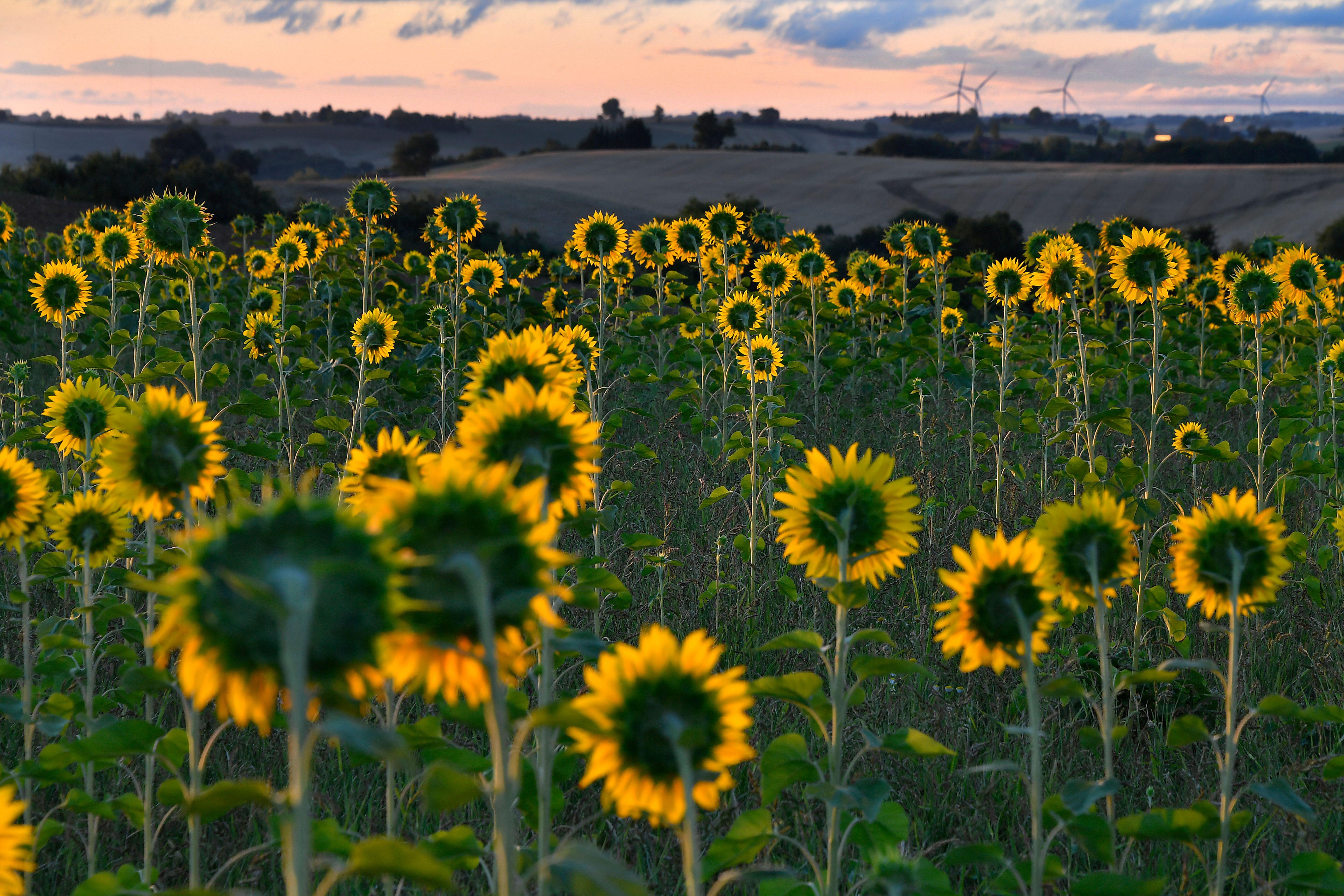 A field of sunflowers at dawn