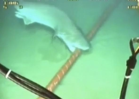 鯊魚咬海底電纜