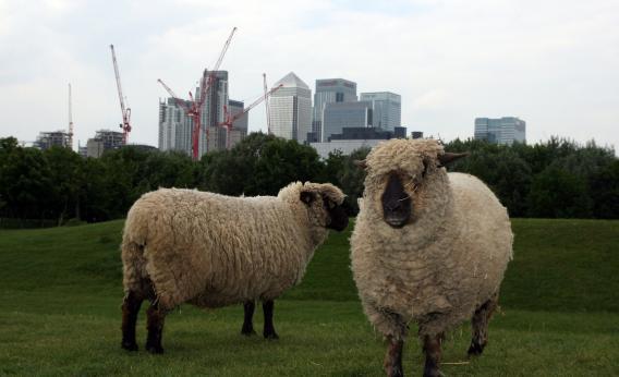 sheep in the city