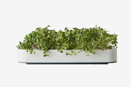 Chef’n Microgreens Garden.