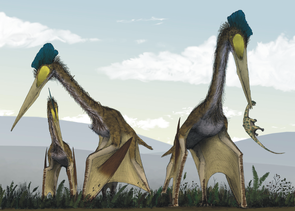 Pterosaurs at the Field Museum go on Display