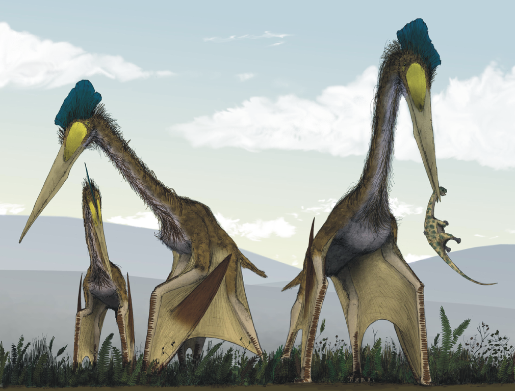 Pterosaurs are not dinosaurs but are diverse and awesome.