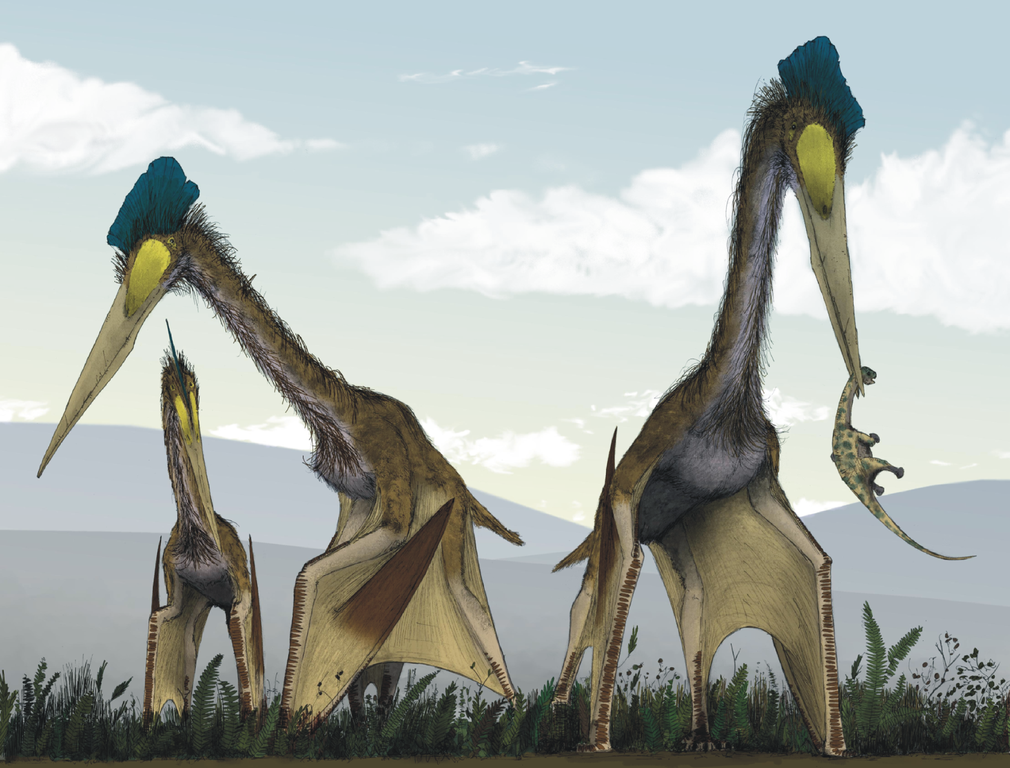 Pterosaurs PNG Images - PNG All