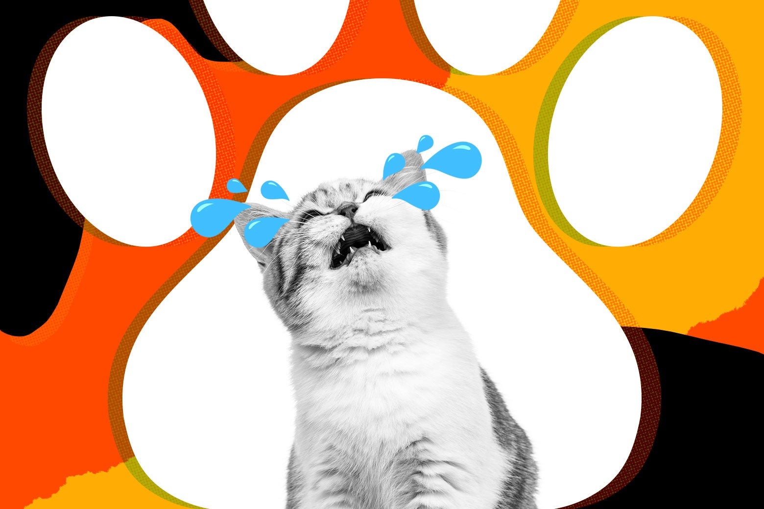 My cat won’t stop crying: pet advice from Beast Mode.