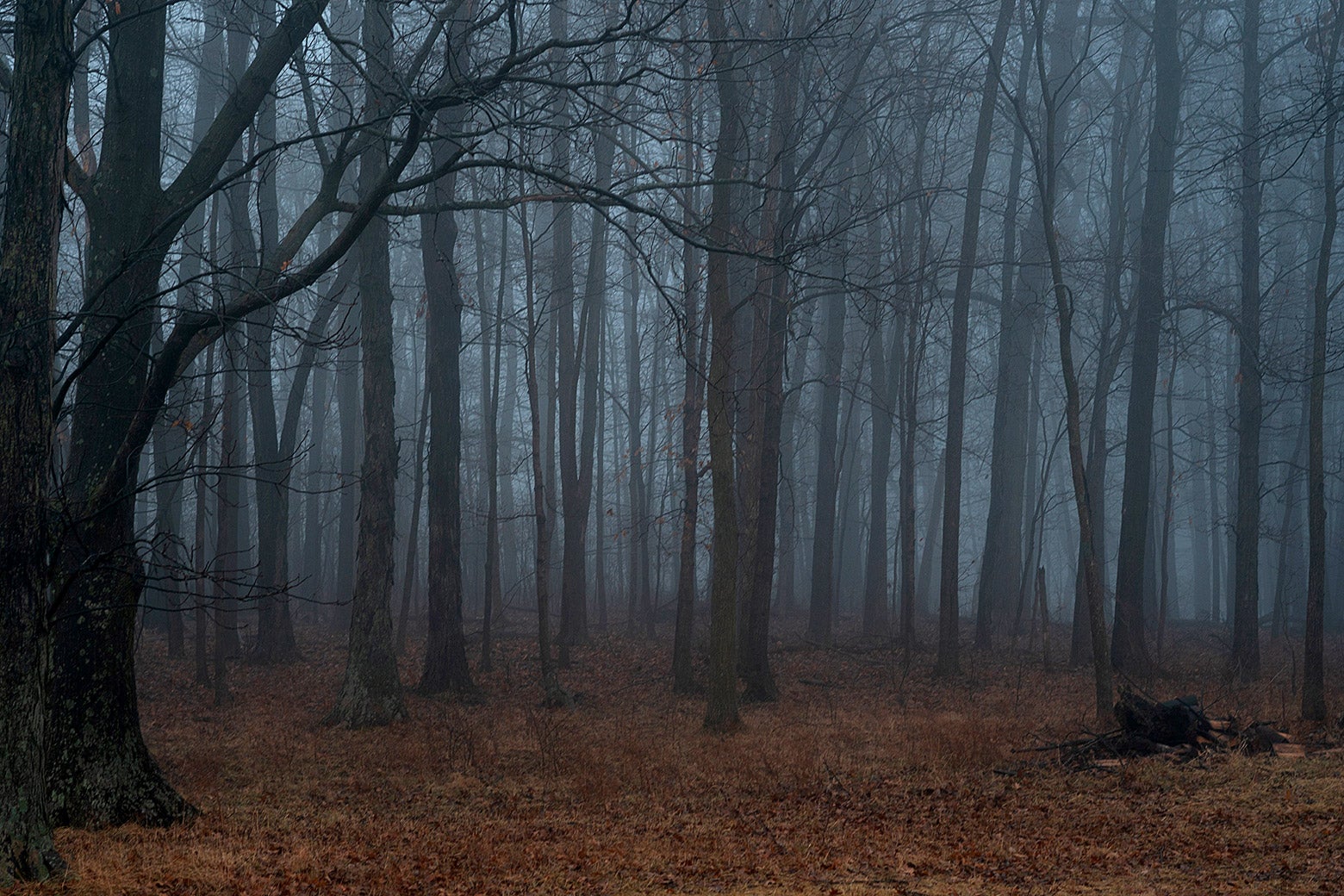 A misty, darkening forest of trees above a bed of red leaves.