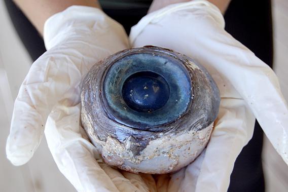 A softball-sized eyeball that washed up on the beach in Florida, pictured October 11, 2012. 