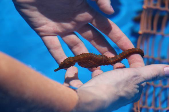 seahorse