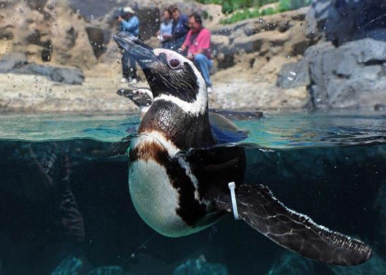 A rescued Magellanic Penguin from South America swims in the water at the Aquarium of the Pacific in Long Beach, California, May 2012.