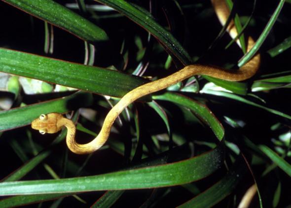 Poison Pill Mice Parachuted Onto Guam Fighting Brown Tree Snakes