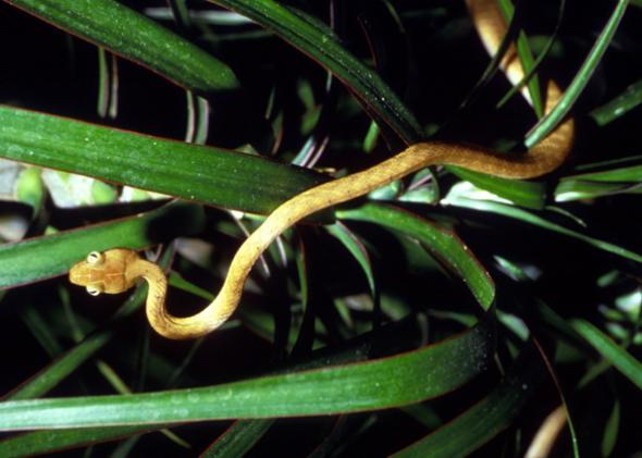 Brown tree snake, Boiga irregularis.