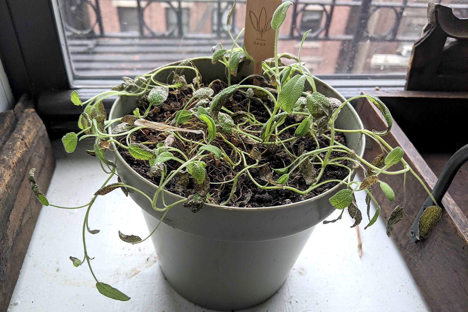 Dead sage plant in a pot next to a window