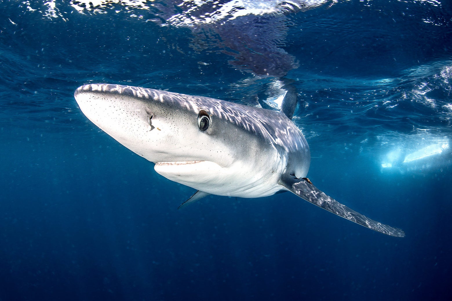 Marine biologist swims with 20 foot long great white shark
