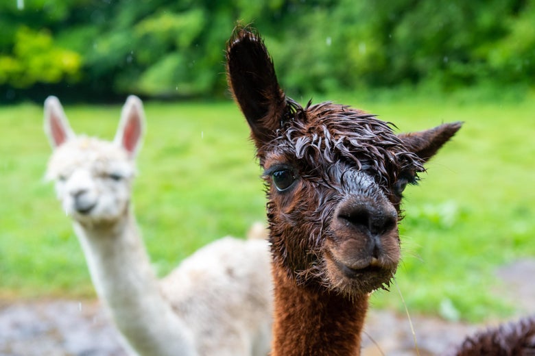 A brown alpaca looks into the camera, while a white alpaca stands out of focus behind it.