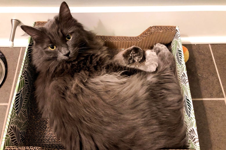 A cat is seen lying in a box.