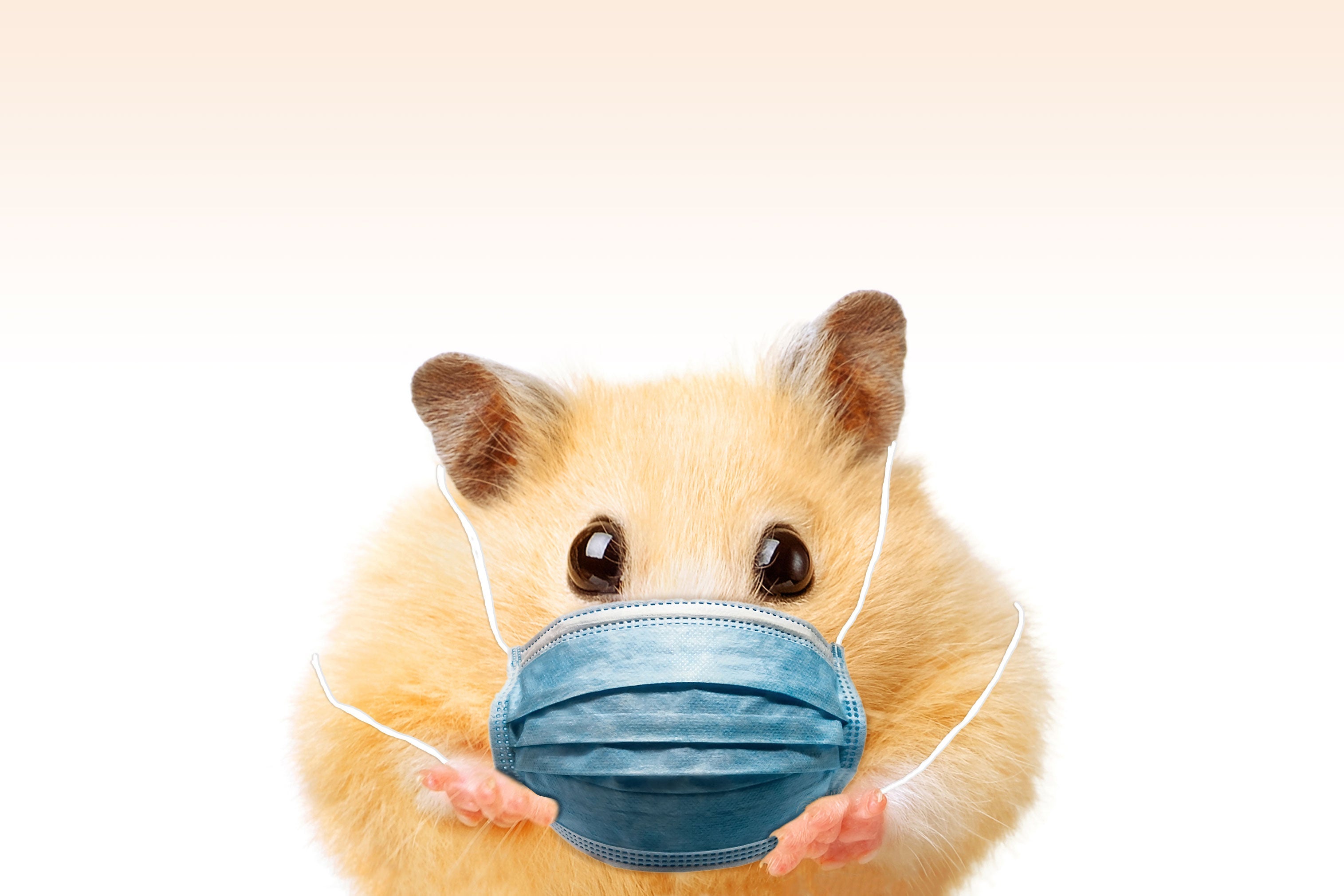 A hamster wearing a surgical mask.