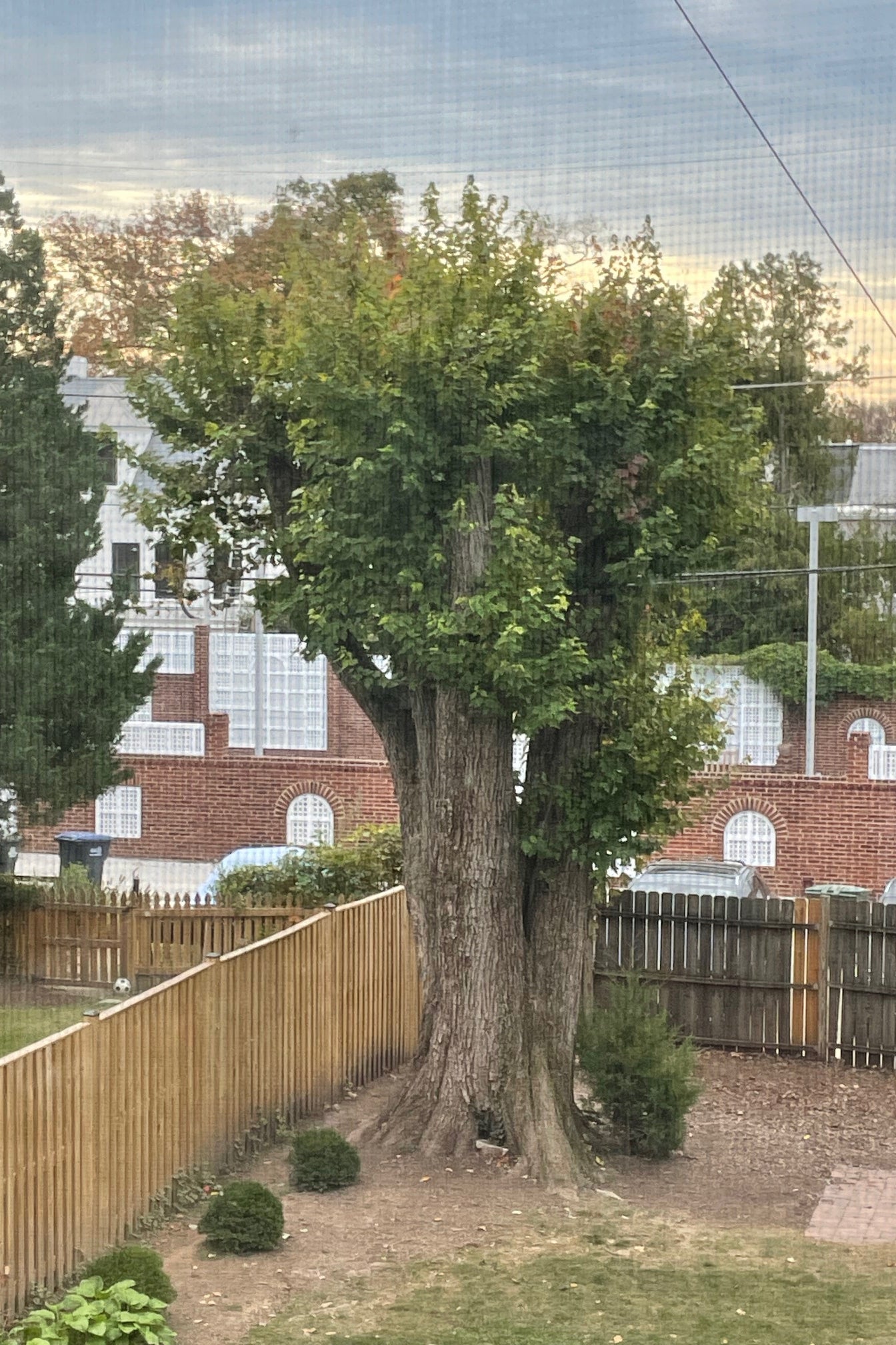 David Plotz's confounding 'dead' tree.