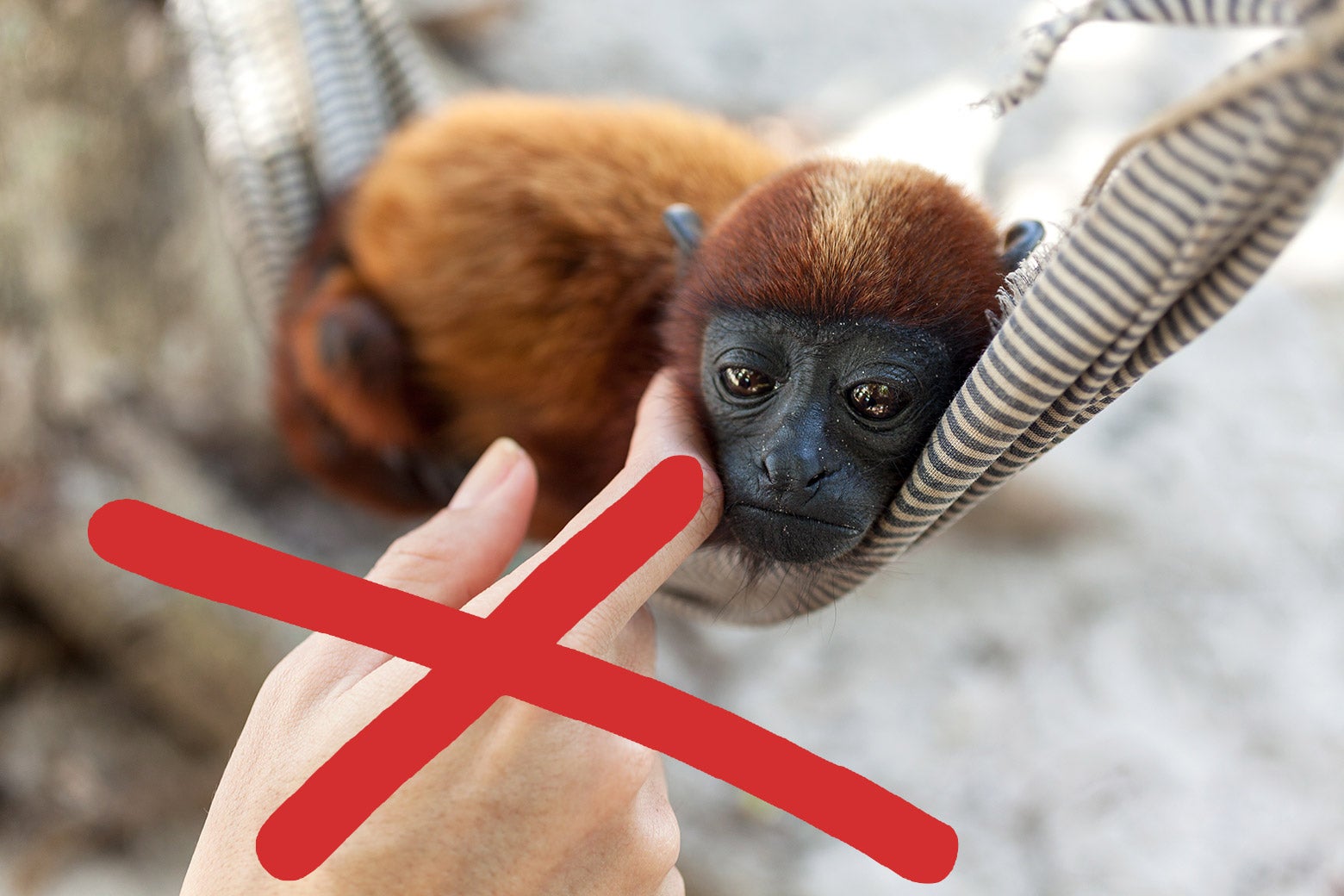 An adorable monkey lies on a hammock, while a human hand reaches out to pet it. Over the hand is a forbidding red X.