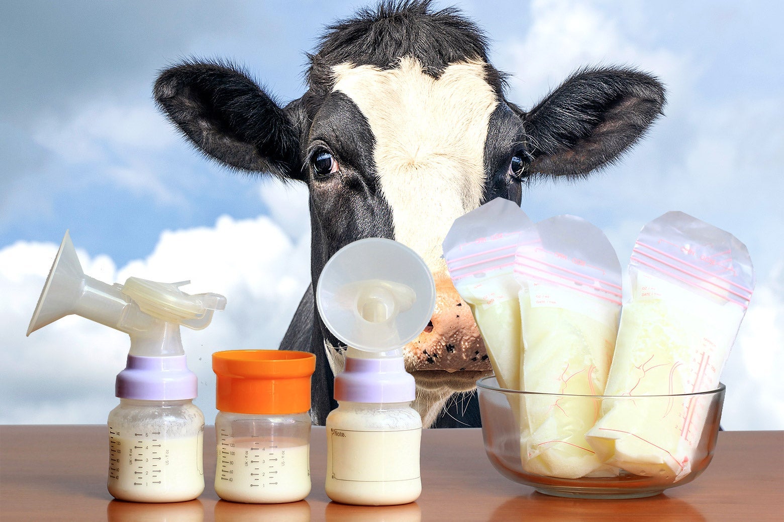 A curious cow looks at two breast milk pumps, and a few bags of breast milk. 