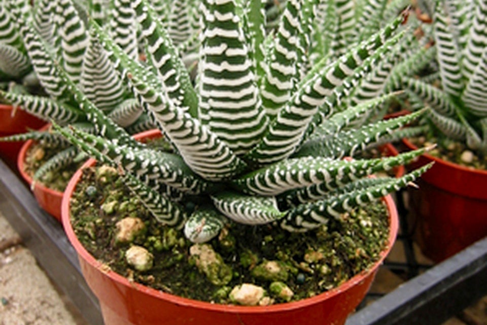 Cactus Limon Haworthia Zebra Succulent Plant