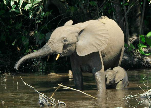 Forest elephants in the Mbeli River, Nouabalé-Ndoki National Park, Congo in 2007.