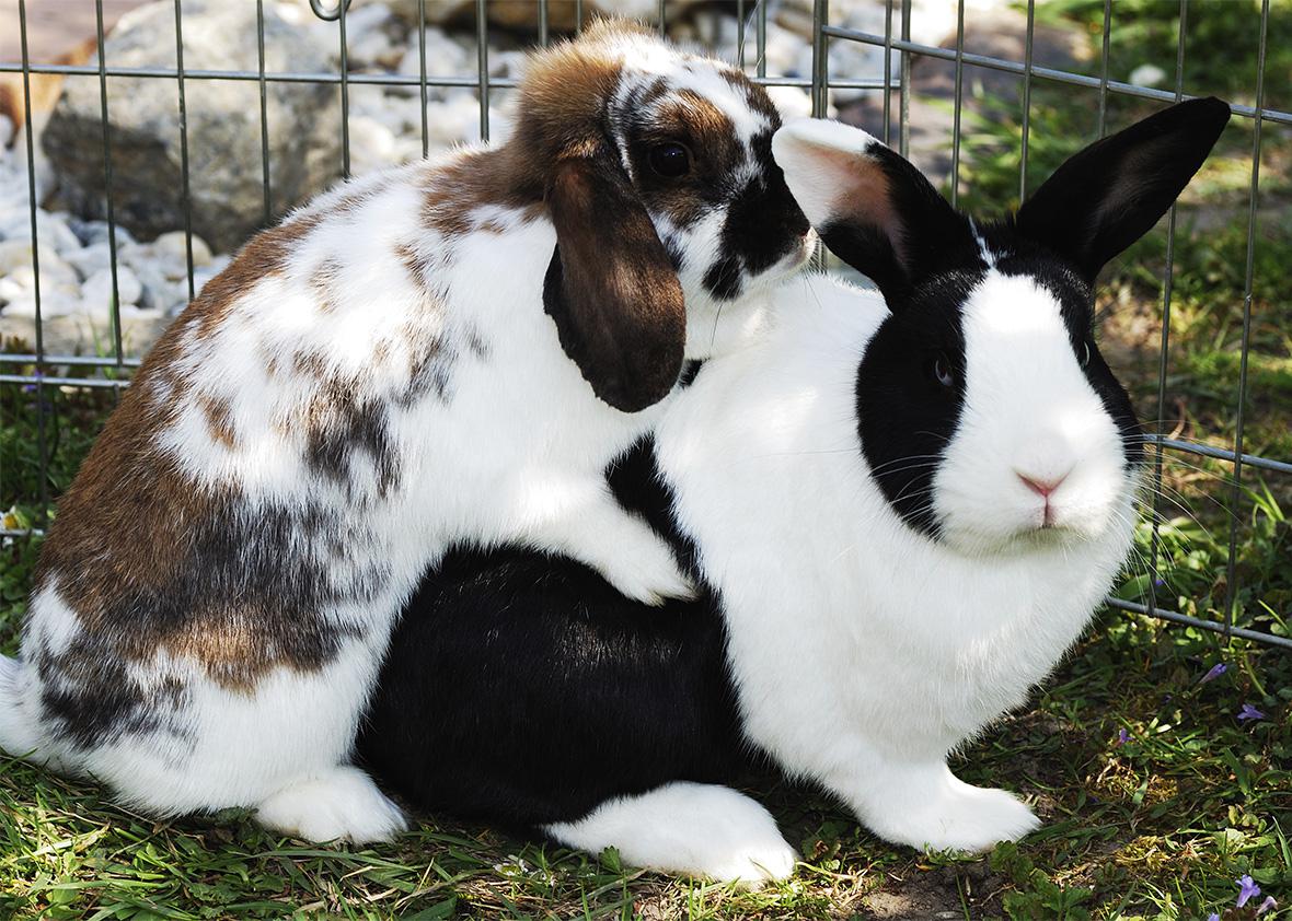 bunnies in love.