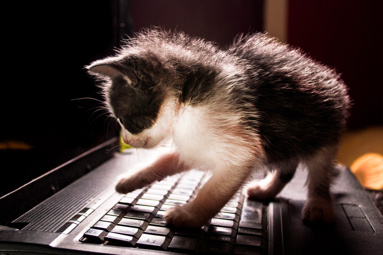 A kitten stands on the keyboard of a laptop.