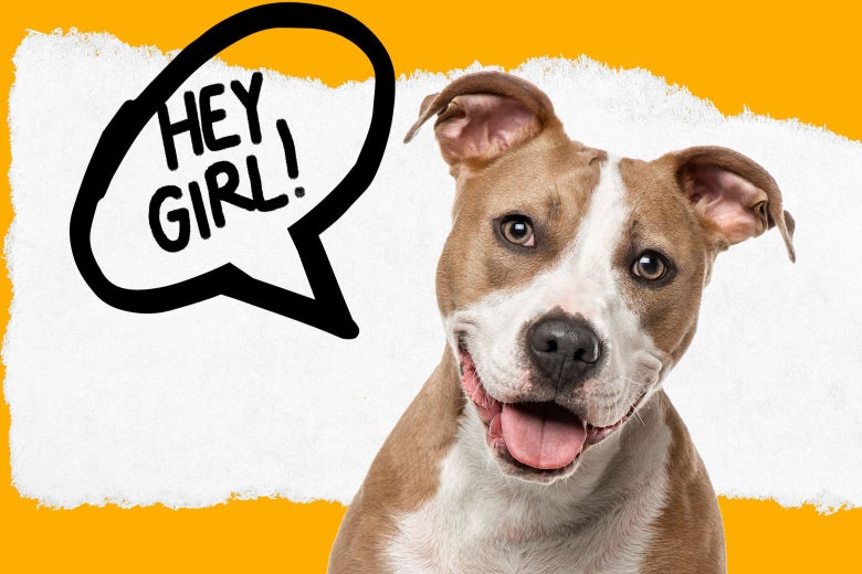A dog with a speech bubble that says "Hey girl!"
