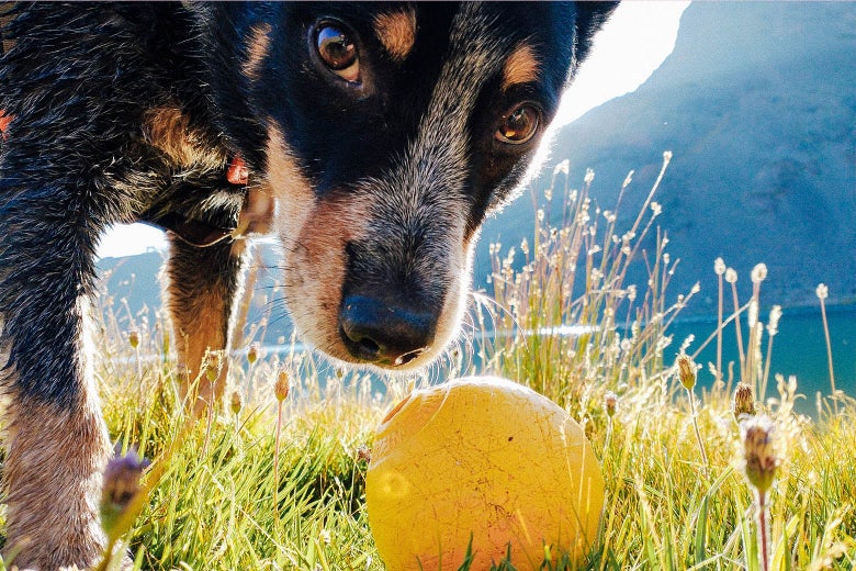 A close-up on the black-and-brown dog's face near a yellow ball in the grass.