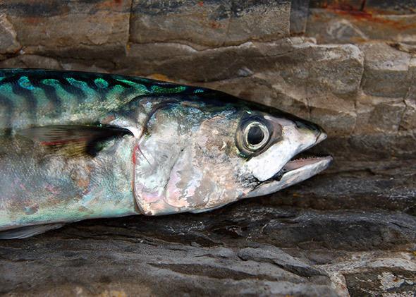 Mackerel tuna and short-bodied mackerels preserved on ice.