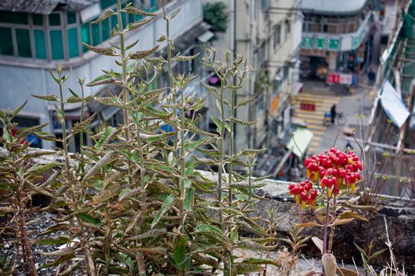 Wild plants growing through concrete in Yau Ma Tei. Nature doesn't need much encouragement in Hong Kong's warm, humid climate.