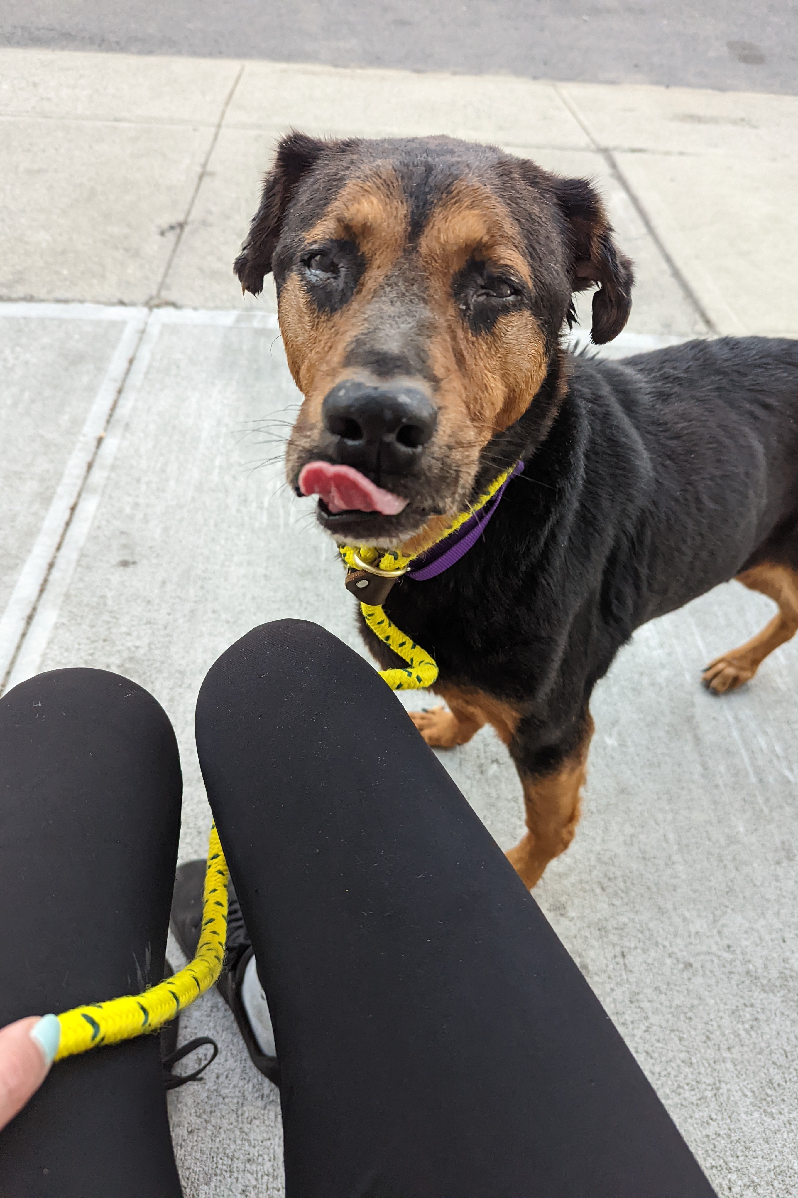 A black and brown dog, tongue out, stares at the camera.