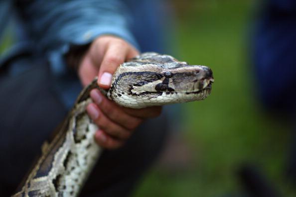 Alabama jail, Burmese python: Inmate sues over incident after which ...