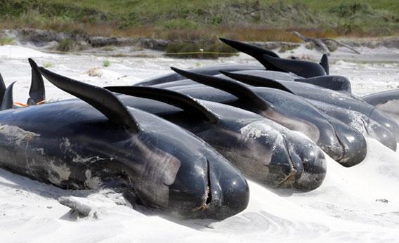 Beached whales in New Zealand: Do animals commit suicide? Beached whales in New Zealand: Do animals commit suicide?