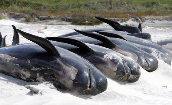 Whales stranded on Opoutere Beach in New Zealand