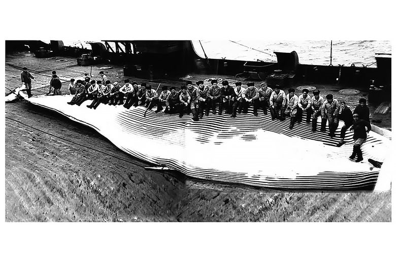 A Soviet kollektiv gathered on the back of a blue whale carcass.