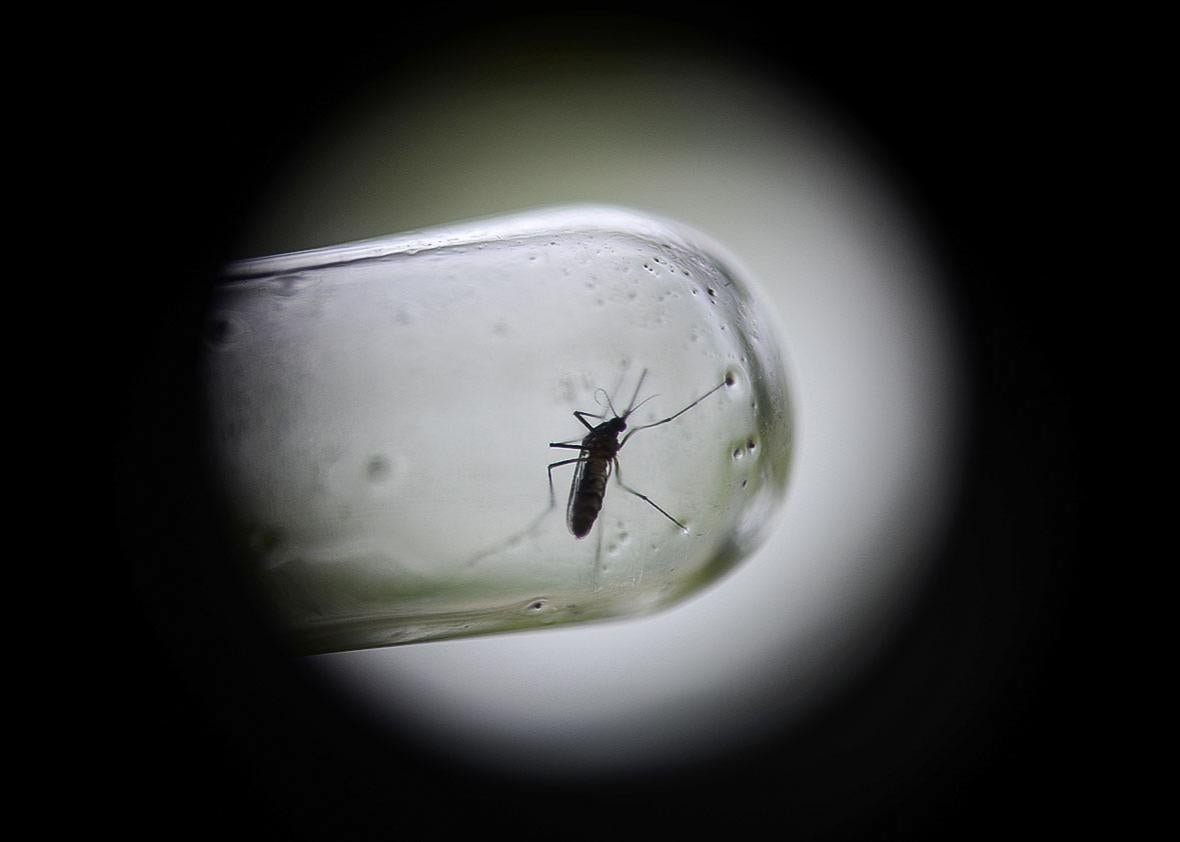 Closer view of an Aedes Aegypti mosquito
